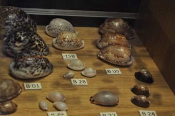 Visite commentée du Muséum d'Histoire Naturelle