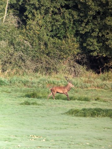 Bivouac et brame du cerf