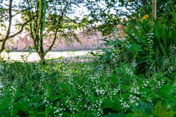 Contes en musique sur le thème des plantes