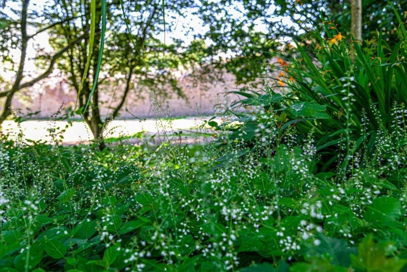 Contes en musique sur le thème des plantes