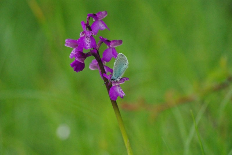 RELATIONS DES ANIMAUX AVEC LES PLANTES SAUVAGES DU CANTAL par Véronique GARCIA - Ingénierie et Formation. partenariat ACAL