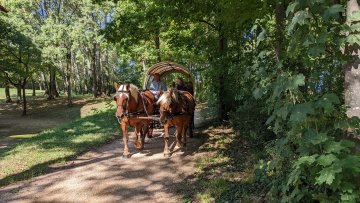 Balades en calèche