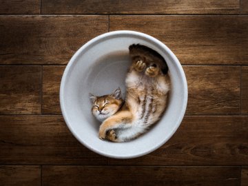Les chats sont-ils liquides ?