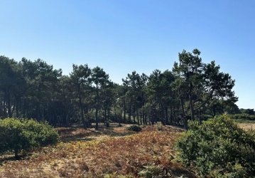 Chantier participatif : Préservons la dune grise 
de Pont-Mahé !