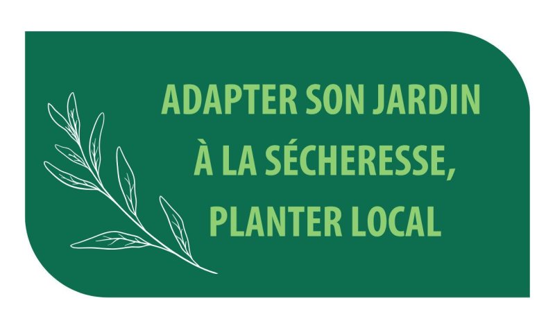Adapter son jardin à la sécheresse, planter local