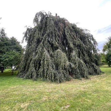 visite commentée du parc arboré du château de Charmes Aisne