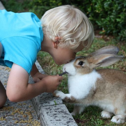 Lire avec un animal