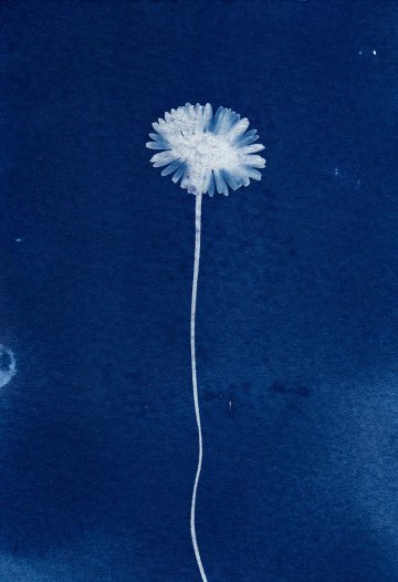 Atelier cyanotypes et anthotypes pour la Fête de la Science 2026