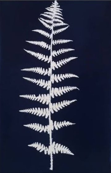 Atelier : Découverte du cyanotype