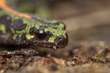 Jardiner au naturel à Saint-MÉDARD-EN-JALLES
