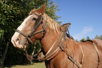 Visite libre de l'écomusée et de la ferme pédagogique