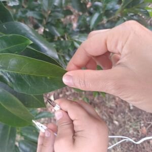 Quand les plantes font de la musique
