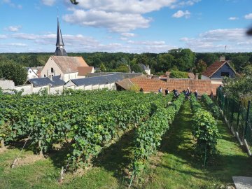 Portes ouvertes de la vigne pédagogique de Saint-Prest