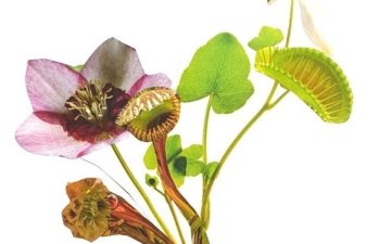 Atelier collage Herbier imaginaire