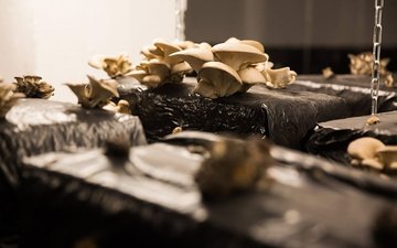 Visite - À la découverte de la ferme urbaine « La Caverne »