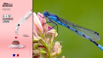 Services écosytémiques rendus par les insectes aquatiques #FDS2026