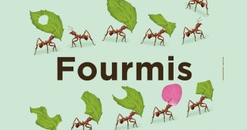 Fourmis