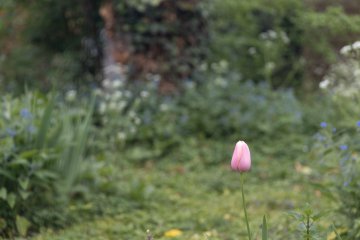 Le jardin en images