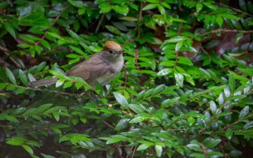 Initiation à la reconnaissance des chants d’oiseaux - niveau avancé