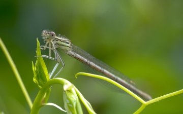 Suivi Temporel des Libellules