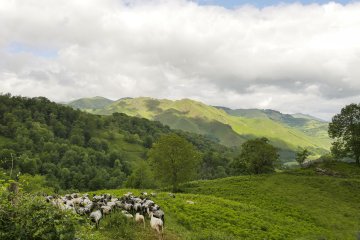 Projection d'un documentaire sur le pastoralisme basque "Les pieds sur terre et la tête dans les étoiles"