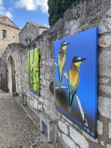 "Faune et flore des Alpilles : un patrimoine en danger"