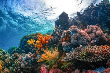 Comment le vivant peut-il inspirer nos façons d’aménager et de restaurer les milieux marins ?
