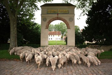 Journées Agriculture et Patrimoine : célébrons les 240 ans des Mérinos de Rambouillet !