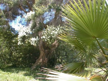 Les espèces patrimoniales de la Villa Thuret