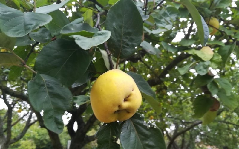 Fruit et légume de saison