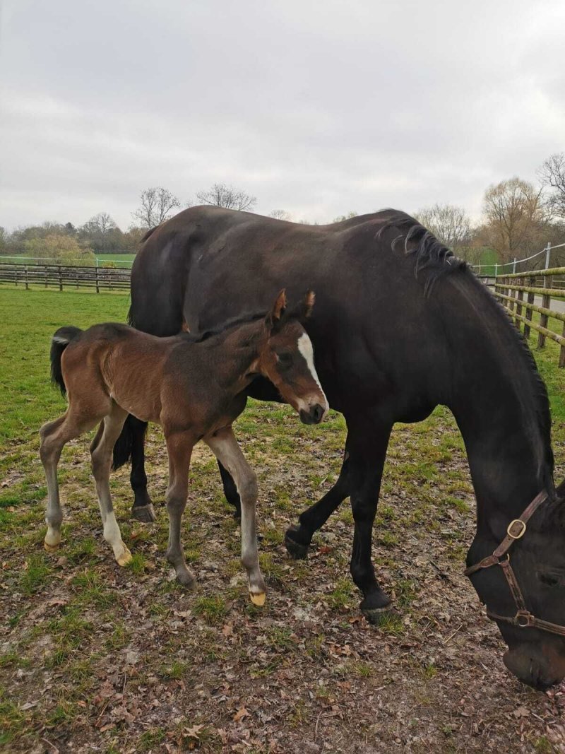 Visite du Haras de la Poterie