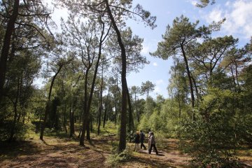 Balade en forêt du Touquet