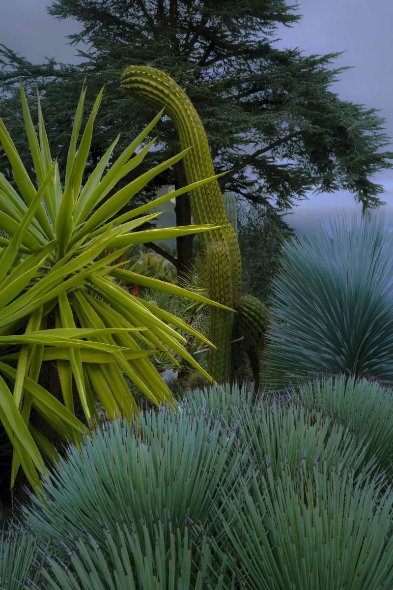 Exposition de Philippe Chancel, Cactusmania - Polka Galerie