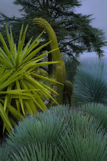 Exposition de Philippe Chancel, Cactusmania - Polka Galerie