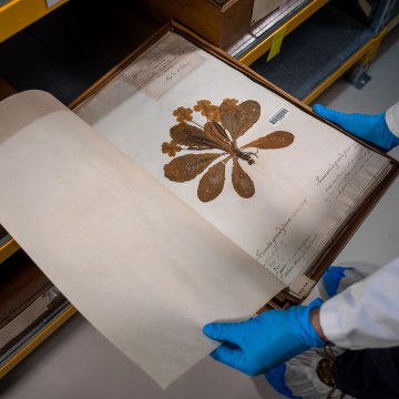 Plantes d'ici mémoires d'ailleurs, un herbier du monde