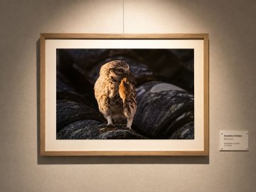 Expo photo animalière locale