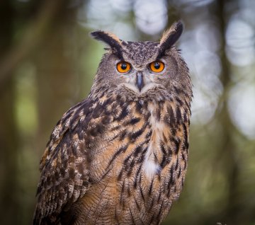 Les Alpilles par nature : voyage photographique au cœur de la biodiversité