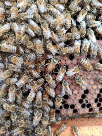 "Happy Culture" : tout connaître sur la vie des abeilles du muséum