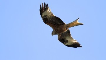 Balade : les oiseaux de la Gardiole