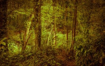 Exposition de Jean-François Mollière & Patrick Miara, Collecte Subjective - Galerie Gaïa
