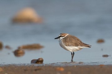BLAINVILLE-SUR-MER/50 : animation GONm