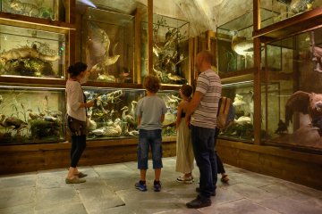 Les animaux de Ferdinand