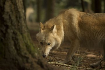 Conférence - Le retour du loup en Bretagne