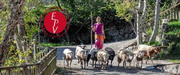 Visite Les secrets de la laine