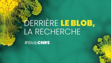 Derrière le blob, la recherche