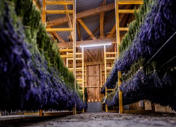 Visite guidée Lavanderaie avec le producteur