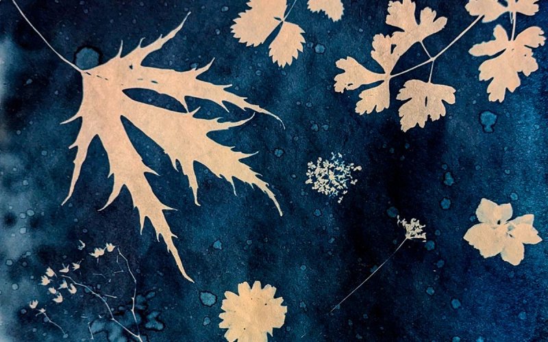 Atelier de cyanotype