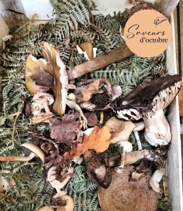 Week-end Champignons : la cueillette - Saveurs d'octobre