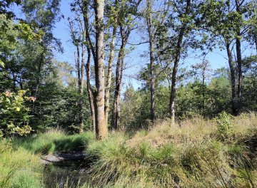 À la découverte des secrets des forêts et de leur gestion à Coët Caret - Herbignac !
