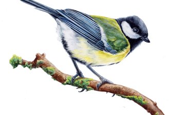 Les oiseaux de chez nous : atelier de dessin naturaliste parents-enfants